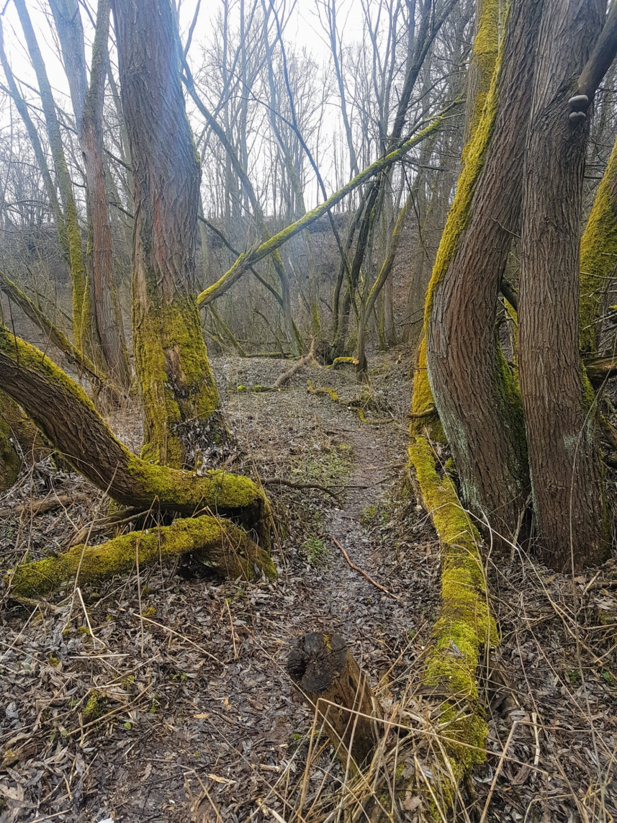 P�ina pod�l Labe okolo �isti�ky